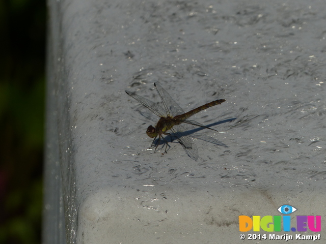 FZ008578 Dragonfly on electricity box